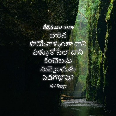 Picture 04 - కీర్తన 80:12 TELIRV - దారిన - Bible Verse Picture