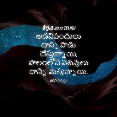 Picture 04 - కీర్తన 80:13 TELIRV - అడవిపందులు దాన్ని - Bible Verse Picture