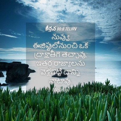 Picture 04 - కీర్తన 80:8 TELIRV - నువ్వు - Bible Verse Picture