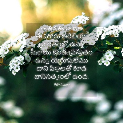 Picture 04 - గలతీ పత్రిక 4:25 TELIRV - ఈ హాగరు అరేబియా - Bible Verse Picture