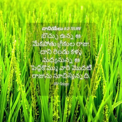 Picture 04 - దానియేలు 8:21 TELIRV - బొచ్చు ఉన్న ఆ - Bible Verse Picture