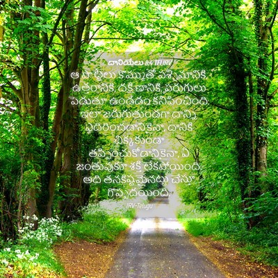 Picture 04 - దానియేలు 8:4 TELIRV - ఆ పొట్టేలు - Bible Verse Picture