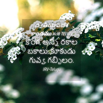 Picture 04 - ద్వితీయోపదేశ కాండము 14:18 TELIRV - కొంగ, అన్ని రకాల - Bible Verse Picture