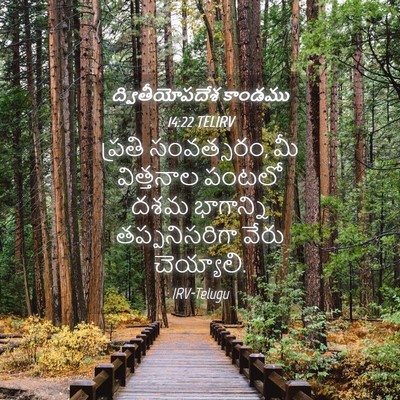Picture 04 - ద్వితీయోపదేశ కాండము 14:22 TELIRV - ప్రతి సంవత్సరం, మీ - Bible Verse Picture