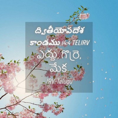 Picture 04 - ద్వితీయోపదేశ కాండము 14:4 TELIRV - ఎద్దు, గొర్రె, - Bible Verse Picture