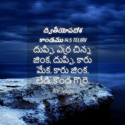 Picture 04 - ద్వితీయోపదేశ కాండము 14:5 TELIRV - దుప్పి, ఎర్ర చిన్న - Bible Verse Picture