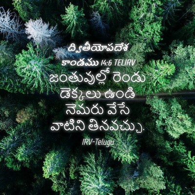Picture 04 - ద్వితీయోపదేశ కాండము 14:6 TELIRV - జంతువుల్లో రెండు - Bible Verse Picture