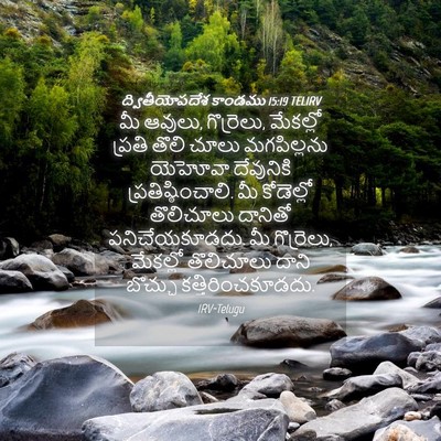 Picture 04 - ద్వితీయోపదేశ కాండము 15:19 TELIRV - మీ ఆవులు, గొర్రెలు, - Bible Verse Picture