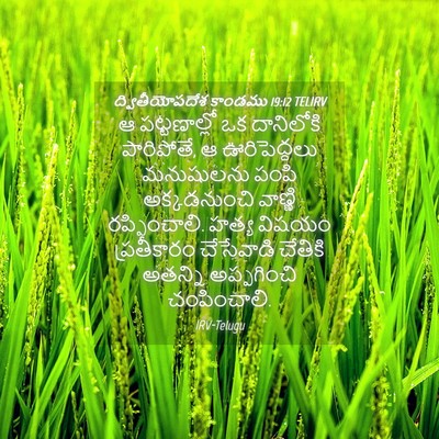 Picture 04 - ద్వితీయోపదేశ కాండము 19:12 TELIRV - ఆ పట్టణాల్లో ఒక - Bible Verse Picture