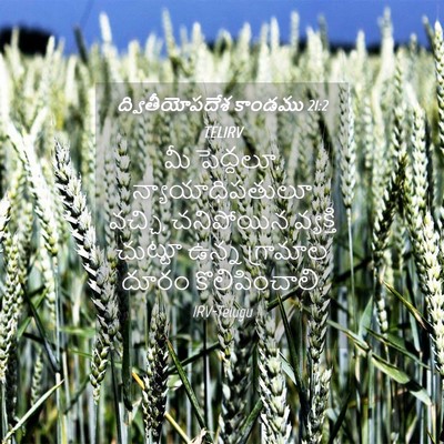 Picture 04 - ద్వితీయోపదేశ కాండము 21:2 TELIRV - మీ పెద్దలూ, - Bible Verse Picture