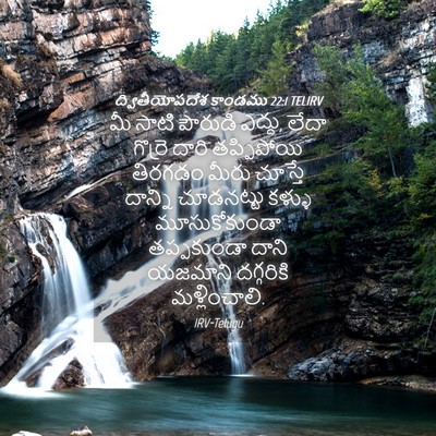 Picture 04 - ద్వితీయోపదేశ కాండము 22:1 TELIRV - మీ సాటి పౌరుడి - Bible Verse Picture