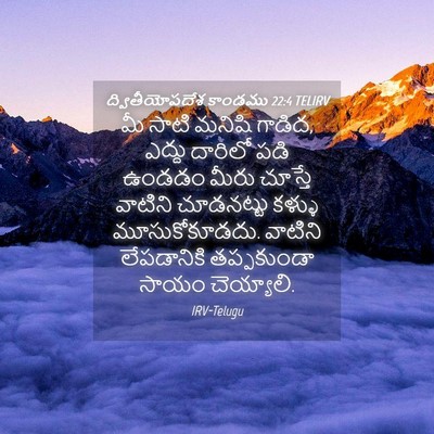 Picture 04 - ద్వితీయోపదేశ కాండము 22:4 TELIRV - మీ సాటి మనిషి - Bible Verse Picture