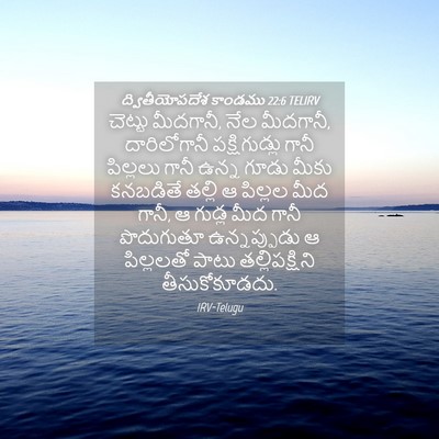 Picture 04 - ద్వితీయోపదేశ కాండము 22:6 TELIRV - చెట్టు మీదగానీ, - Bible Verse Picture