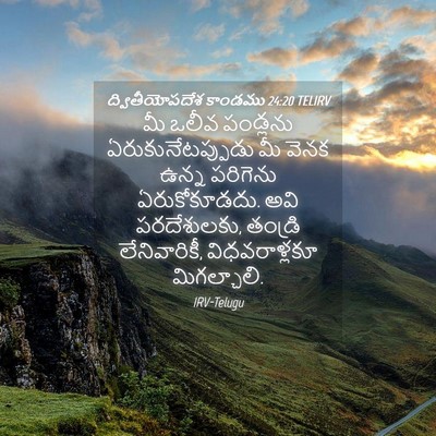 Picture 04 - ద్వితీయోపదేశ కాండము 24:20 TELIRV - మీ ఒలీవ పండ్లను - Bible Verse Picture