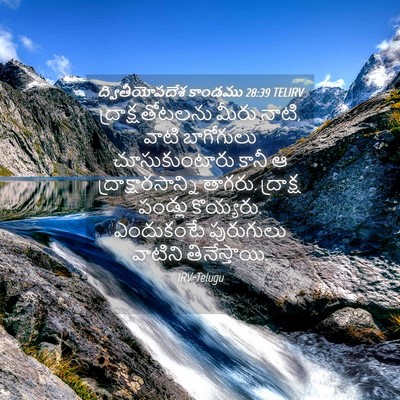 Picture 04 - ద్వితీయోపదేశ కాండము 28:39 TELIRV - ద్రాక్షతోటలను - Bible Verse Picture