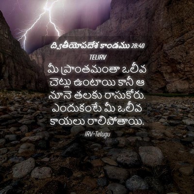 Picture 04 - ద్వితీయోపదేశ కాండము 28:40 TELIRV - మీ ప్రాంతమంతా - Bible Verse Picture