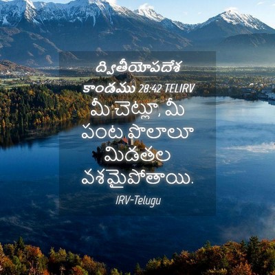 Picture 04 - ద్వితీయోపదేశ కాండము 28:42 TELIRV - మీ చెట్లూ, మీ పంట - Bible Verse Picture
