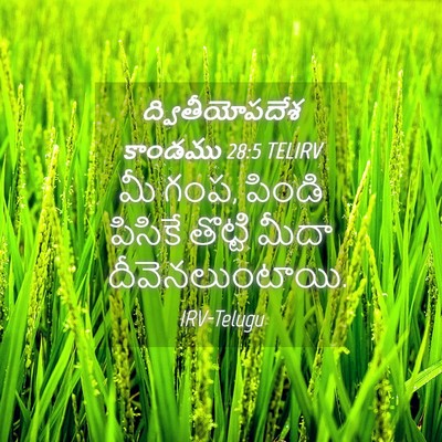 Picture 04 - ద్వితీయోపదేశ కాండము 28:5 TELIRV - మీ గంప, పిండి - Bible Verse Picture