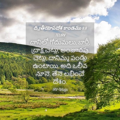 Picture 04 - ద్వితీయోపదేశ కాండము 8:8 TELIRV - దానిలో గోదుమలు, - Bible Verse Picture