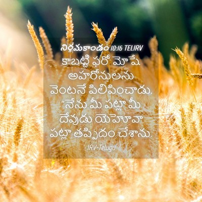 Picture 04 - నిర్గమకాండం 10:16 TELIRV - కాబట్టి ఫరో మోషే - Bible Verse Picture