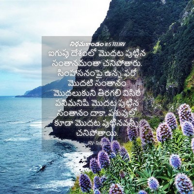 Picture 04 - నిర్గమకాండం 11:5 TELIRV - ఐగుప్తు దేశంలో - Bible Verse Picture