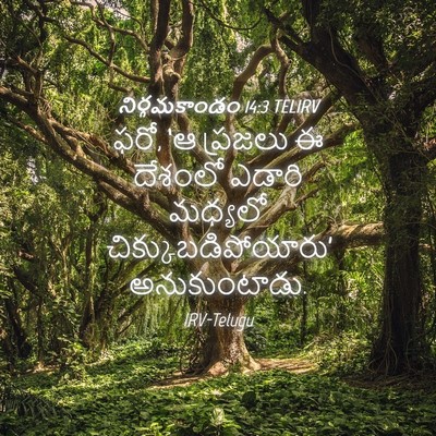 Picture 04 - నిర్గమకాండం 14:3 TELIRV - ఫరో, ‘ఆ ప్రజలు ఈ - Bible Verse Picture
