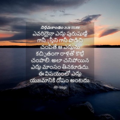 Picture 04 - నిర్గమకాండం 21:28 TELIRV - ఎవరిదైనా ఎద్దు - Bible Verse Picture