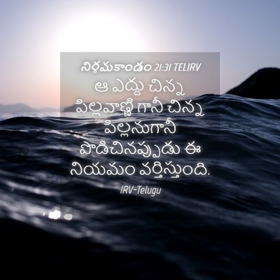Picture 04 - నిర్గమకాండం 21:31 TELIRV - ఆ ఎద్దు చిన్న - Bible Verse Picture
