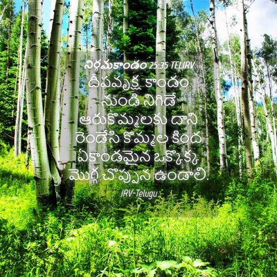 Picture 04 - నిర్గమకాండం 25:35 TELIRV - దీపవృక్ష కాండం - Bible Verse Picture