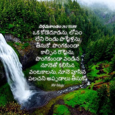 Picture 04 - నిర్గమకాండం 29:2 TELIRV - ఒక కోడెదూడను, లోపం - Bible Verse Picture
