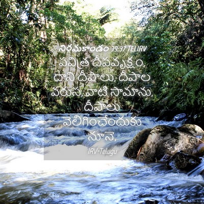 Picture 04 - నిర్గమకాండం 39:37 TELIRV - పవిత్ర దీపవృక్షం, - Bible Verse Picture