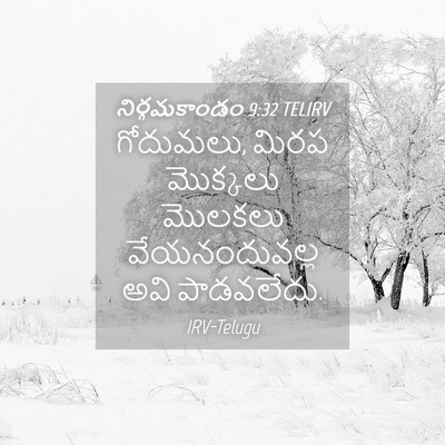 Picture 04 - నిర్గమకాండం 9:32 TELIRV - గోదుమలు, మిరప - Bible Verse Picture
