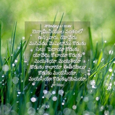 Picture 04 - నెహెమ్యా 11:7 TELIRV - బెన్యామీనీయుల - Bible Verse Picture