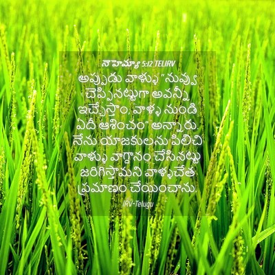 Picture 04 - నెహెమ్యా 5:12 TELIRV - అప్పుడు వాళ్ళు - Bible Verse Picture