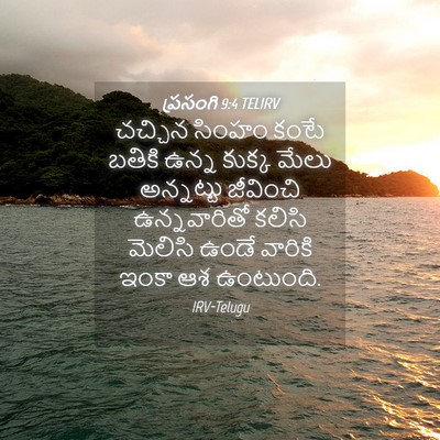Picture 04 - ప్రసంగి 9:4 TELIRV - చచ్చిన సింహం కంటే - Bible Verse Picture
