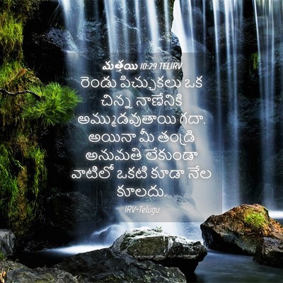 Picture 04 - మత్తయి 10:29 TELIRV - రెండు పిచ్చుకలు - Bible Verse Picture