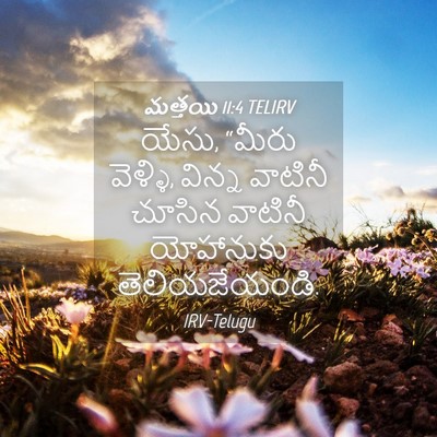 Picture 04 - మత్తయి 11:4 TELIRV - యేసు, “మీరు వెళ్ళి, - Bible Verse Picture
