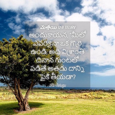 Picture 04 - మత్తయి 12:11 TELIRV - అందుకాయన, “మీలో - Bible Verse Picture