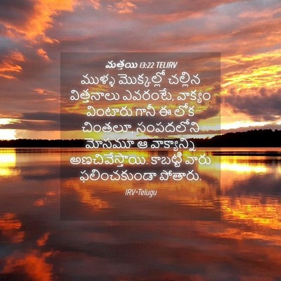 Picture 04 - మత్తయి 13:22 TELIRV - ముళ్ళ మొక్కల్లో - Bible Verse Picture