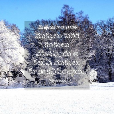 Picture 04 - మత్తయి 13:26 TELIRV - మొక్కలు పెరిగి - Bible Verse Picture