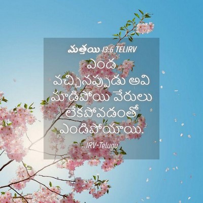 Picture 04 - మత్తయి 13:6 TELIRV - ఎండ వచ్చినప్పుడు - Bible Verse Picture