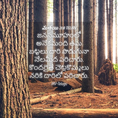 Picture 04 - మత్తయి 21:8 TELIRV - జనసమూహంలో - Bible Verse Picture