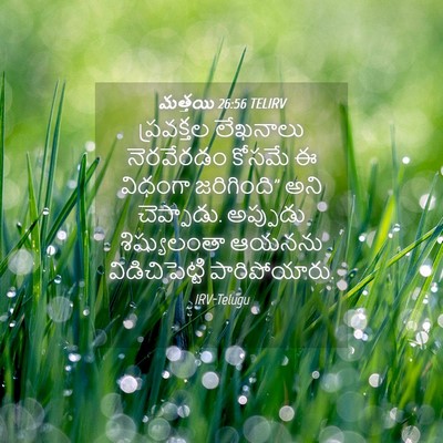 Picture 04 - మత్తయి 26:56 TELIRV - ప్రవక్తల లేఖనాలు - Bible Verse Picture