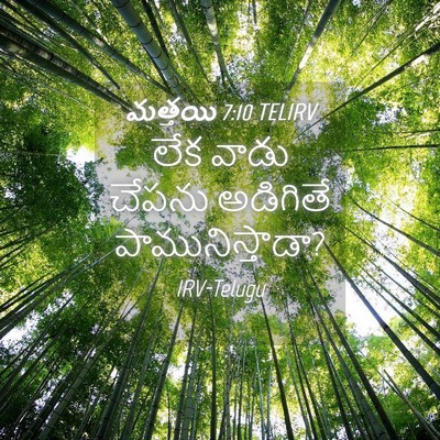 Picture 04 - మత్తయి 7:10 TELIRV - లేక వాడు చేపను - Bible Verse Picture