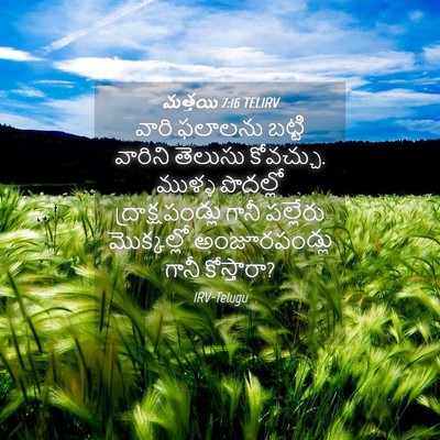 Picture 04 - మత్తయి 7:16 TELIRV - వారి ఫలాలను బట్టి - Bible Verse Picture