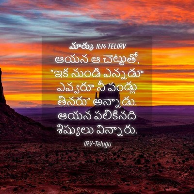 Picture 04 - మార్కు 11:14 TELIRV - ఆయన ఆ చెట్టుతో, “ఇక - Bible Verse Picture