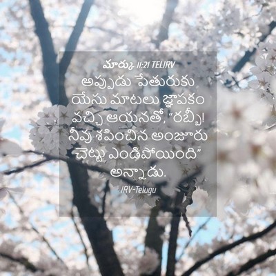 Picture 04 - మార్కు 11:21 TELIRV - అప్పుడు పేతురుకు - Bible Verse Picture