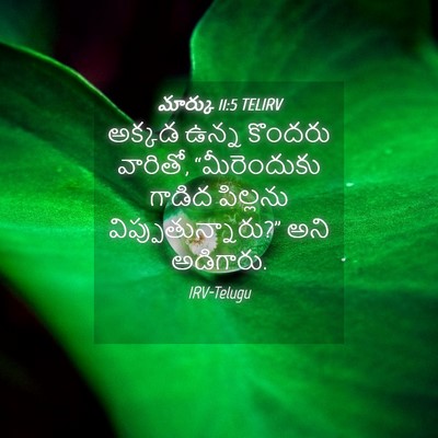 Picture 04 - మార్కు 11:5 TELIRV - అక్కడ ఉన్న కొందరు - Bible Verse Picture