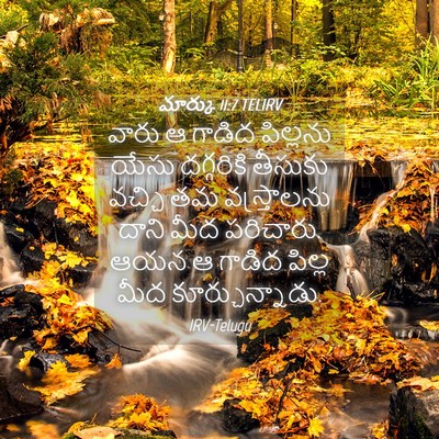 Picture 04 - మార్కు 11:7 TELIRV - వారు ఆ గాడిద - Bible Verse Picture