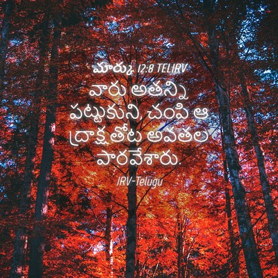 Picture 04 - మార్కు 12:8 TELIRV - వారు అతన్ని - Bible Verse Picture